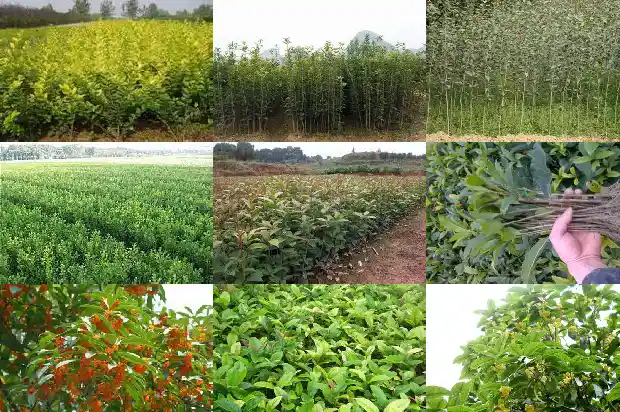 桂花树什么形状好1684370710428