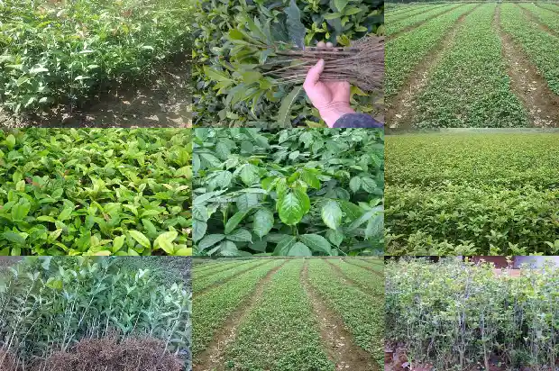 桂花树的花形状1684370742707