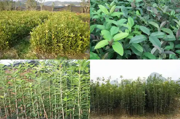 桂花苗小苗要多久才长的粗1689899093462