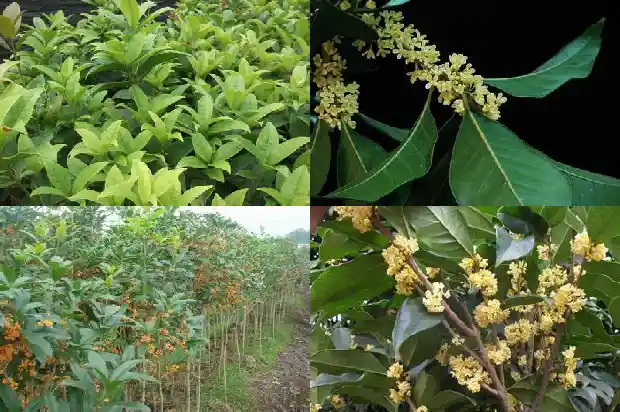 桂花树的形状是什么样的呢1684370761491