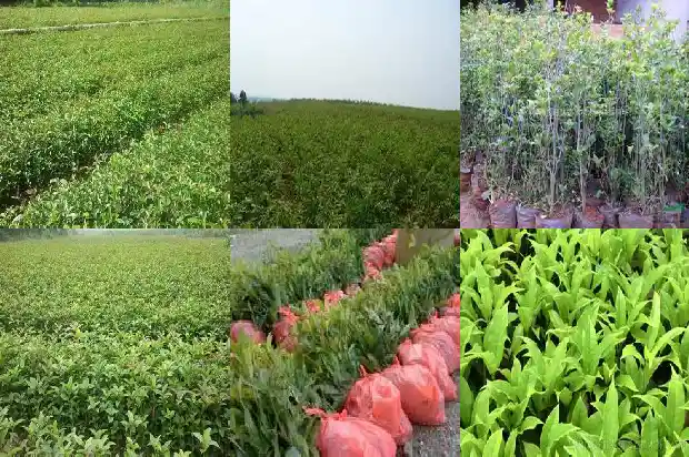 桂花树的形状是什么样的呢1684370761539