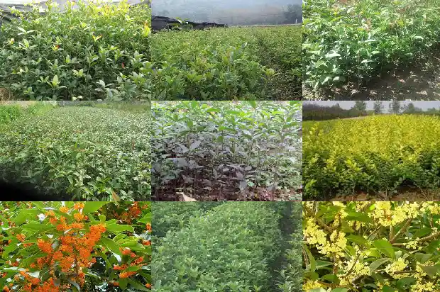 桂花树的形状是什么样的呢1684370761586