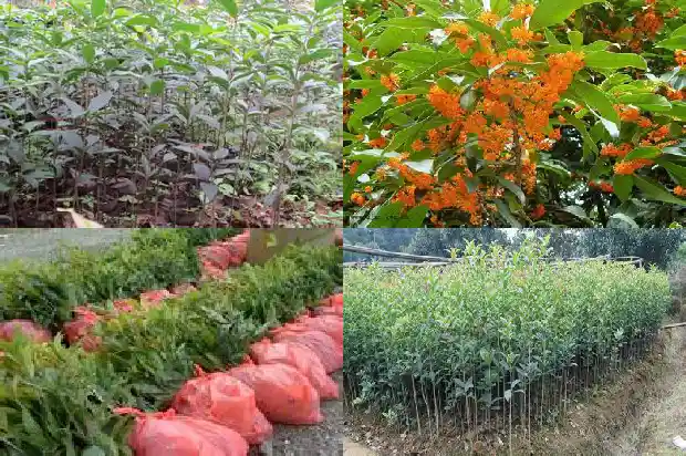桂花树的叶子什么形状1684370830698