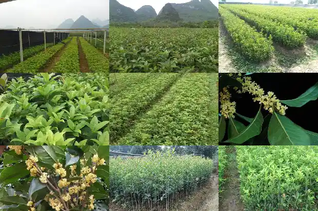 桂花树的叶子什么形状1684370830746