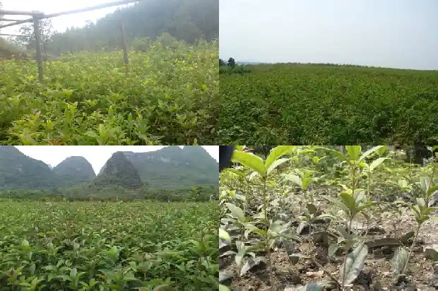 苏州桂花树价格多少钱一棵1689726678963
