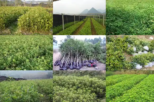 桂花树树干的形状是什么1684370869720