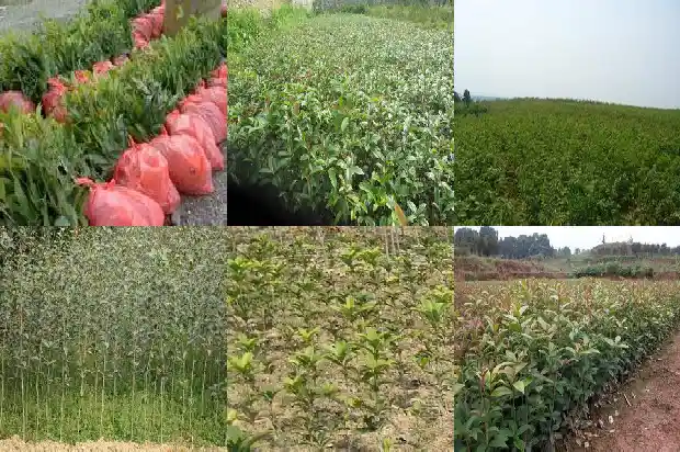 桂花树树干的形状是什么1684370869768