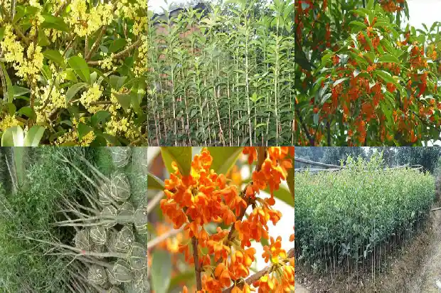 桂花树树干的形状有哪些1684370891293