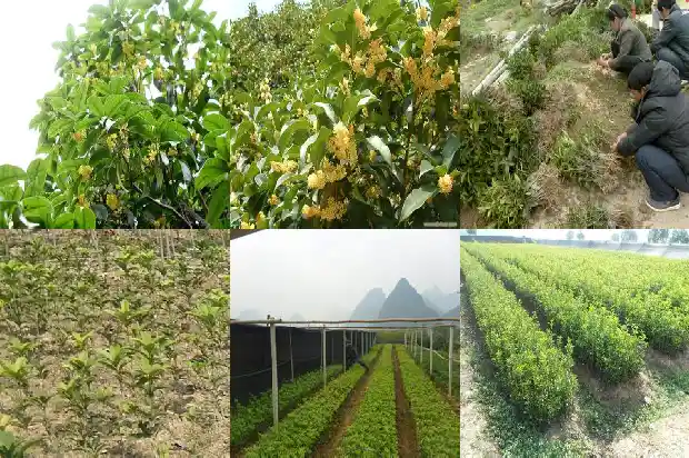 桂花树树干的形状有哪些1684370891341