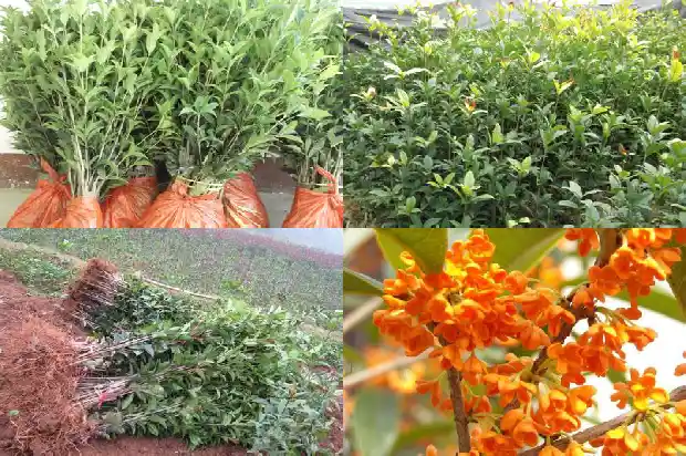 桂花树样子像什么1684370912527