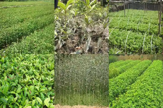 桂花树叶是什么样子的1684370929703