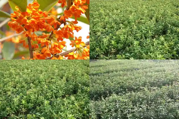 桂花树叶上的白点是什么情况1684370964138