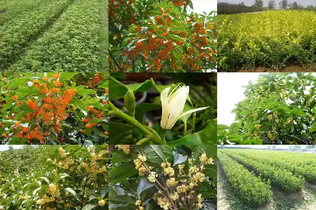阳台能种桂花树吗风水好不好1690677634599