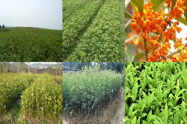 桂花树的树干像什么东西呢1684370983478