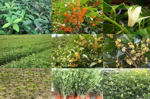 桂花树的树干像什么东西呢1684370983526