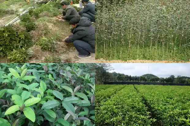 桂花的树枝像什么1684371014254