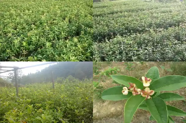 桂花的树枝像什么1684371014300