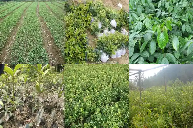 桂花树枝像什么比喻句1684371023682