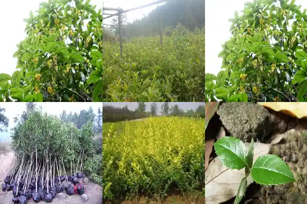 桂花树枝像什么比喻句1684371023736