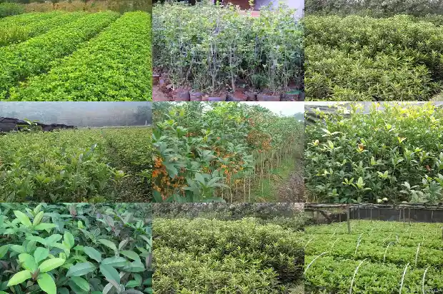 桂花树枝像什么比喻句1684371023788