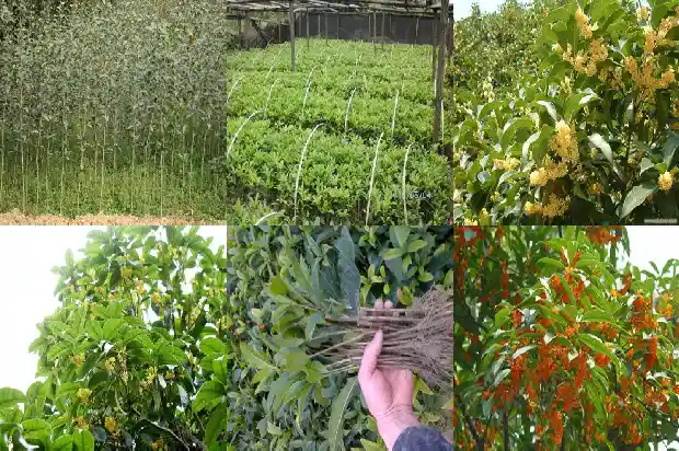 桂花树像什么 用比喻1684371035554