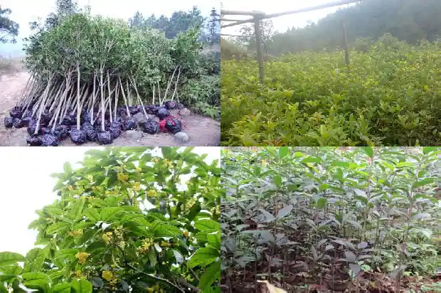 桂花树像什么 用比喻1684371035600