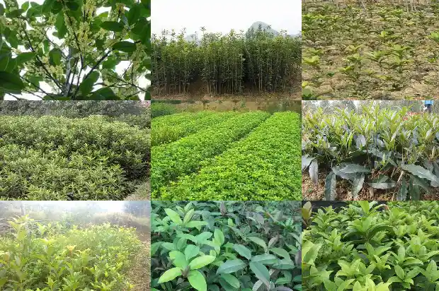 桂花树像什么 用比喻1684371035691