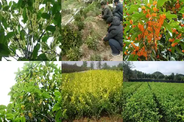 比喻桂花树的句子1684371045447