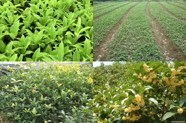 桂花树20年多少钱一棵啊1689838584842