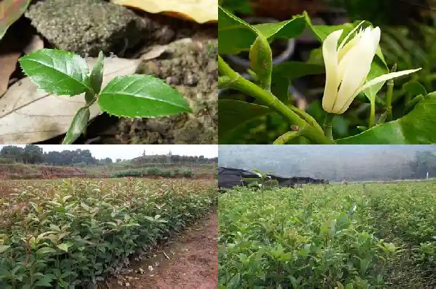 桂花树的树干是什么样子的呢1684371064356