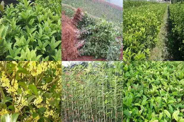 桂花树的枝干像什么东西1684371079256