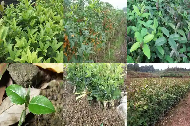 桂花树的枝干像什么东西1684371079304