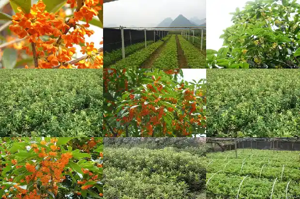 桂花树的枝干像什么似的1684371086751