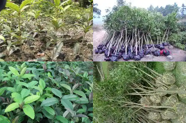 桂花什么时侯嫁接1688792868081