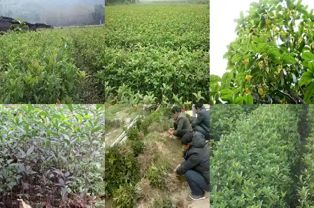 长的像桂花树的树什么品种1684371096415