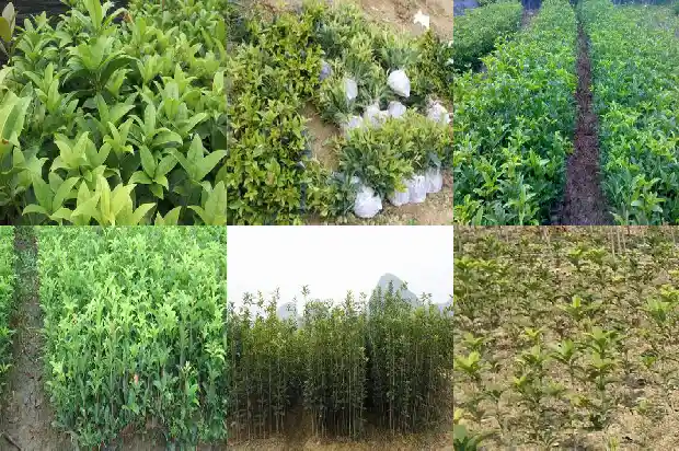 长的像桂花树的树什么品种1684371096463