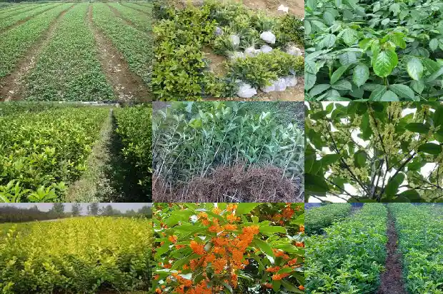 长的像桂花树的树什么品种1684371096511