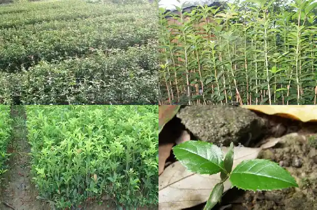 桂花树像什么又像什么1684371106043