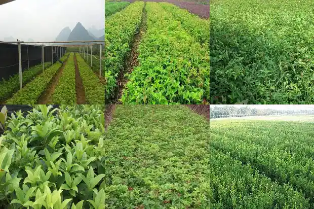 桂花树像什么又像什么1684371106091