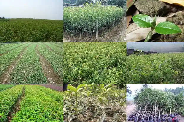 桂花树像什么又像什么1684371106138