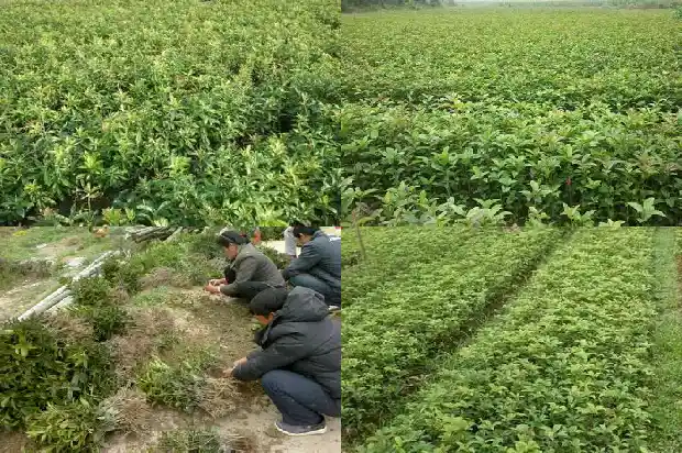 八月金桂花树价格走势分析表1690418006175