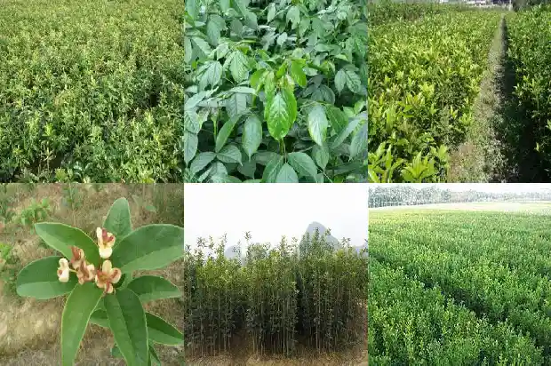 跟桂花树长得很像的树是什么1684371115855