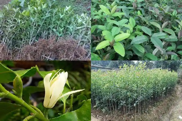 桂花树的树叶像什么比喻句1684371127794