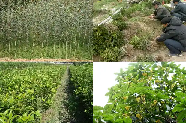 桂花树的树叶像什么比喻句1684371127889
