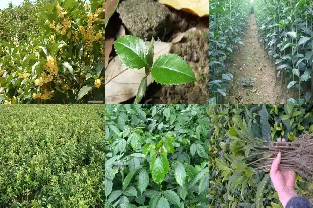 桂花的收购价格是多少1690504634625