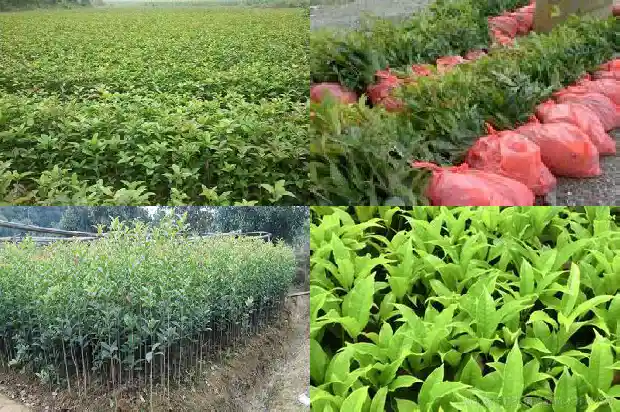 桂花树的树干是什么形状的1684371139377