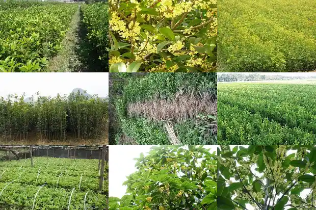 桂花树的树干是什么形状的1684371139473