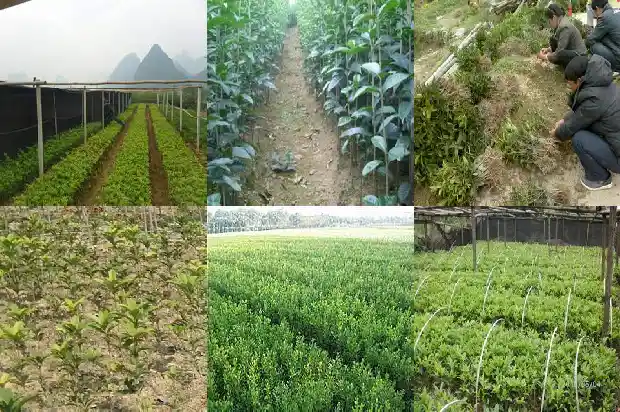桂花树的树干是什么形状的1684371139521