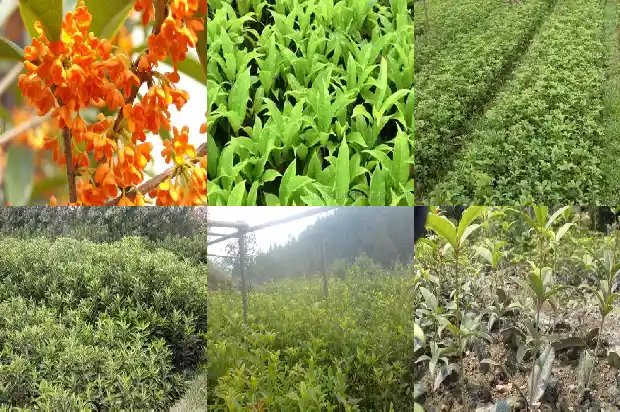 桂花树的价格分析1689577209245