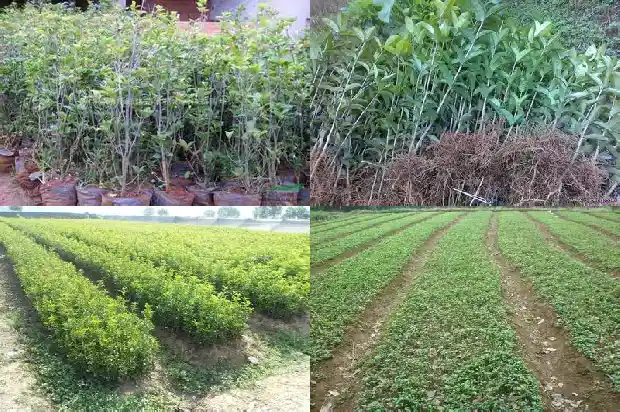 桂花树的树干颜色有哪些1684371151144